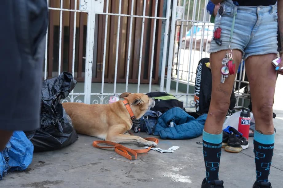 Las mascotas de Skid Row, la otra cara de la crisis