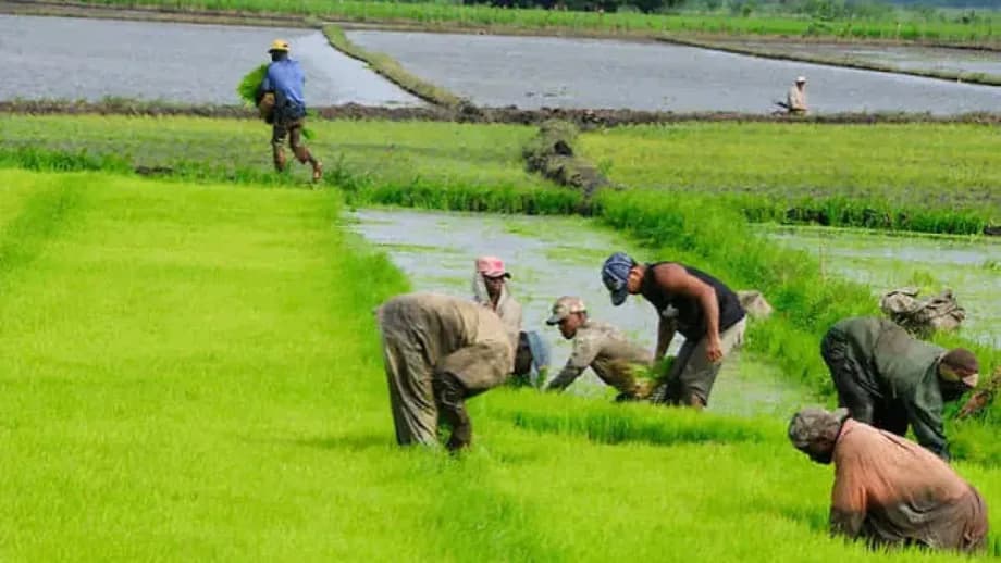 Sector agro espera medidas compensatorias para mitigar impacto importación arroz