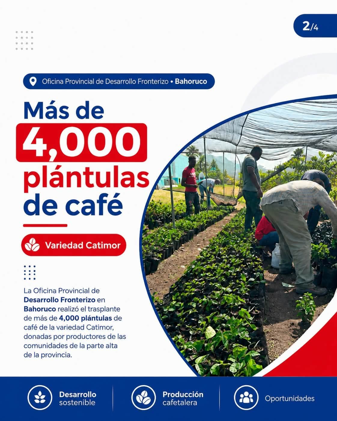 La DGDF siembra plántulas de café variedad Catimor en Bahoruco