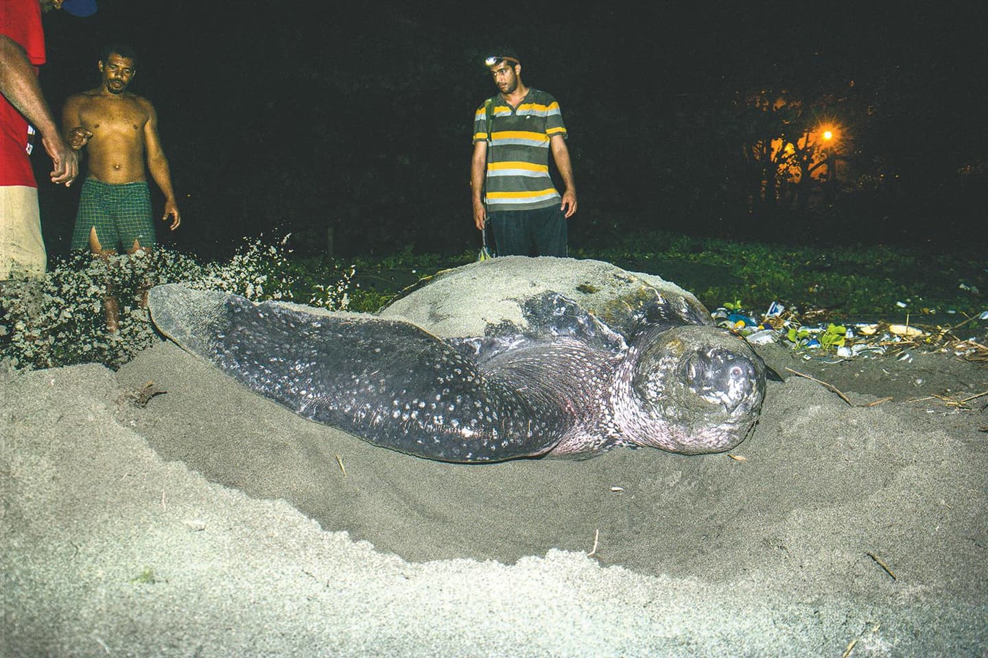 Tortuga marina más grande del mundo anida en RD