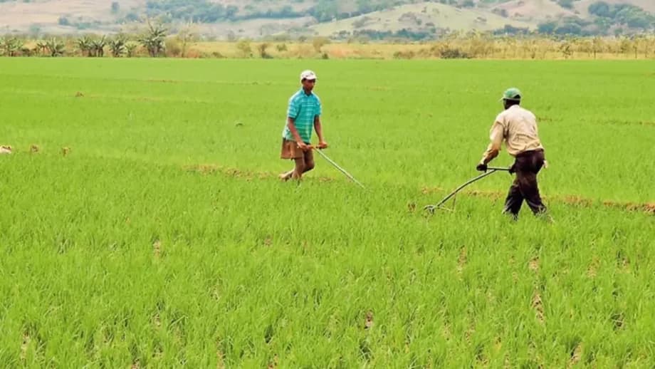 ¿El fin de los aranceles abre la puerta a una crisis del arroz nacional?