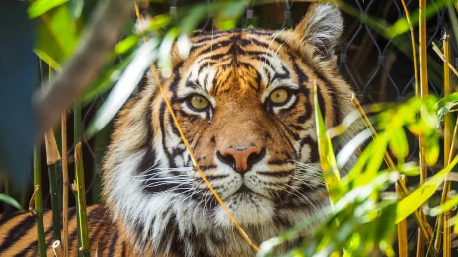 Hombre muere tras ser atacado por un tigre en zoológico